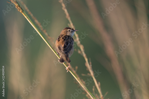 A ziting cristicola in the morning sun photo