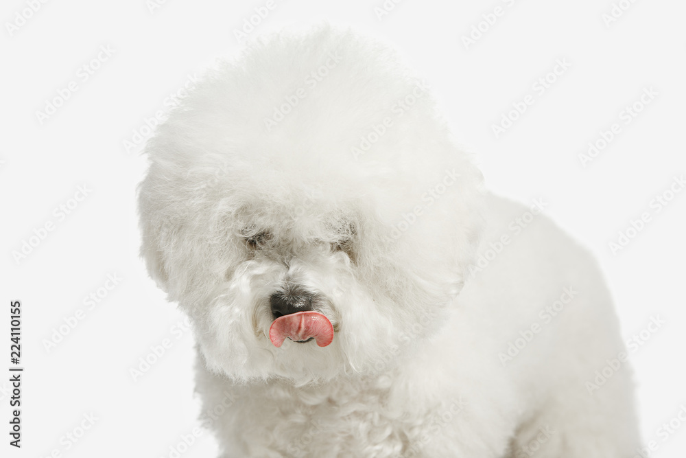 A dog of Bichon frize breed isolated on white color studio A dog of Bichon frize breed isolated on white color studio