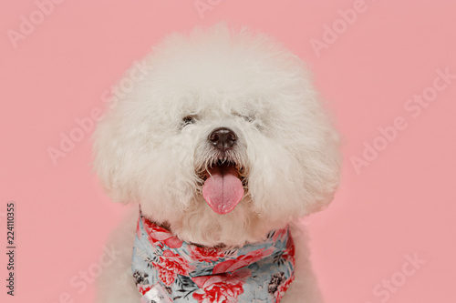 A dog of Bichon frize breed isolated on pink color studio