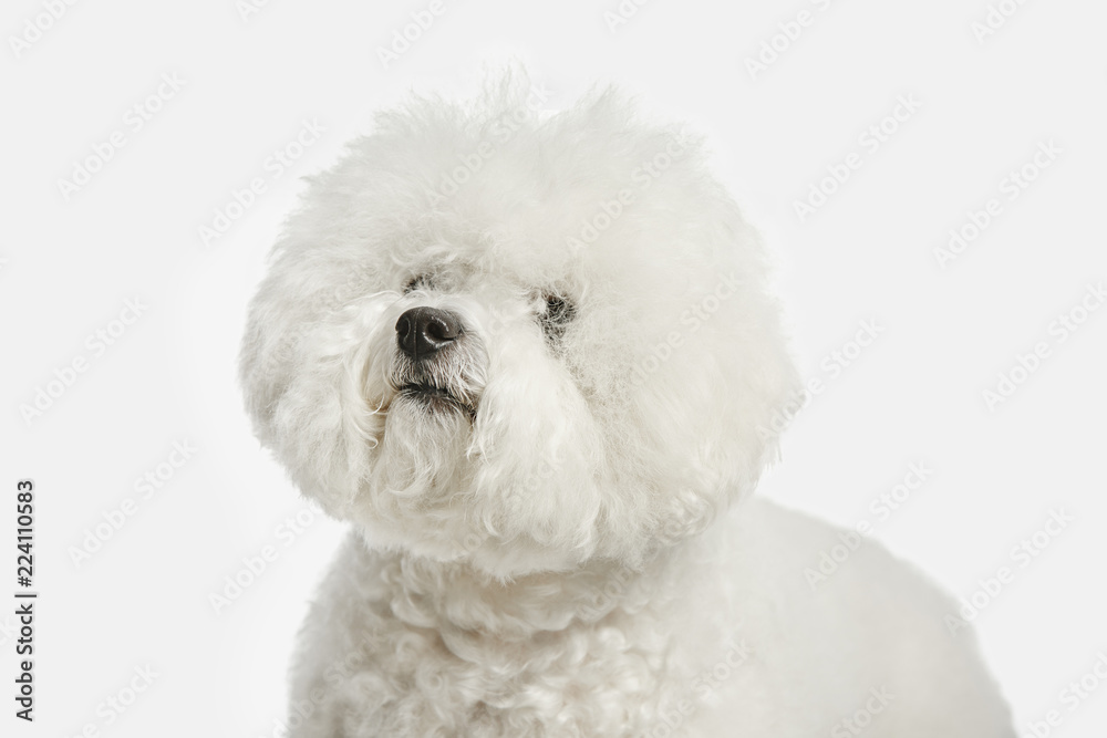 A dog of Bichon frize breed isolated on white color studio