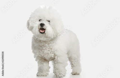 Fototapeta A dog of Bichon frize breed isolated on white color studio