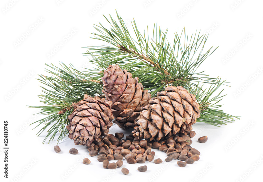 Cedar branch with cones close up Cedar branch with cones close up