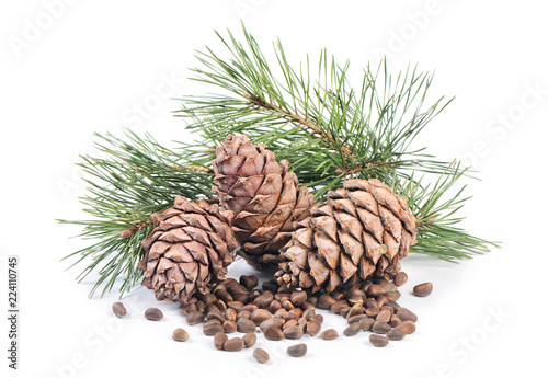 Cedar branch with cones close up