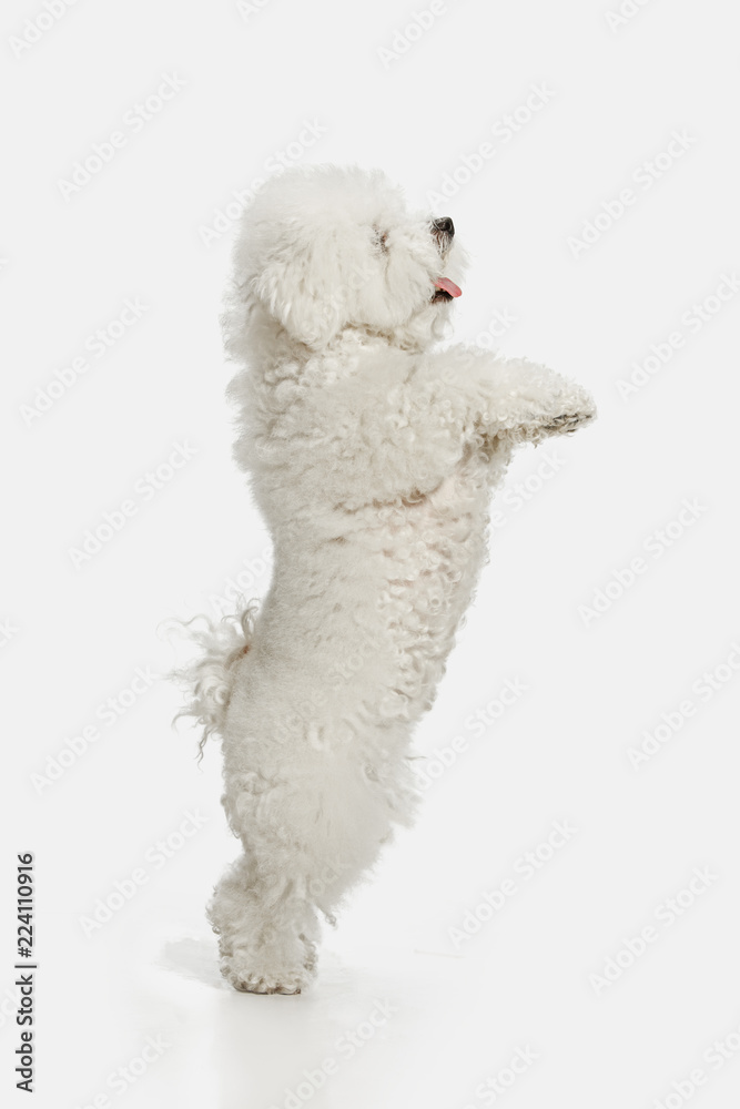 A dog of Bichon frize breed isolated on white color studio A dog of Bichon frize breed isolated on white color studio