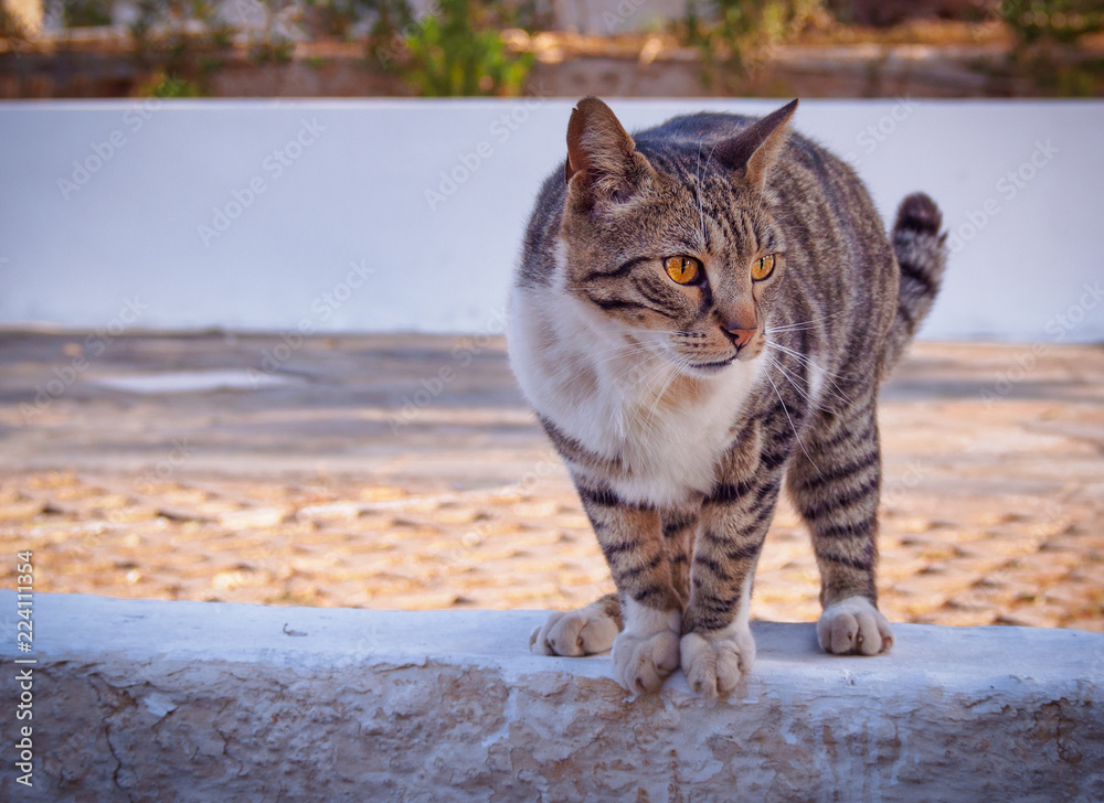 Naklejka premium Big cat portrait