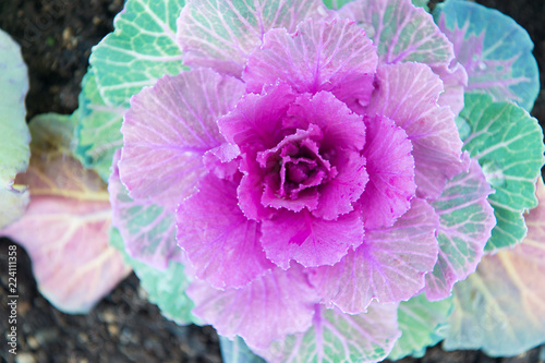 Decorative cabbage with violet leaves top view. Kale plant flowering outdoor. Garden decorative crop. Cabbage blooming as flower. Ornamental cabbage plant close up. Beautiful cabbage harvest