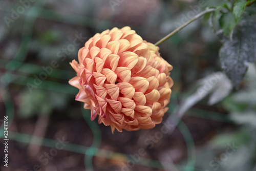 Fototapeta Naklejka Na Ścianę i Meble -  Dahlia orange