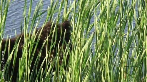 Galloway cow grazing in reed at lakeside in  Blauwe Kamer, a nature reserve along the Lower Rhine. photo