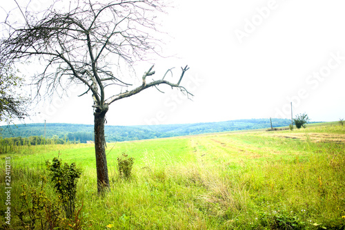 Lone dead tree in autumn field, dry tree standing alone in countryside, horror concept