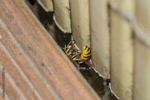 Eine tote Wespe auf dem Boden eines Balkons, Deutschland photo