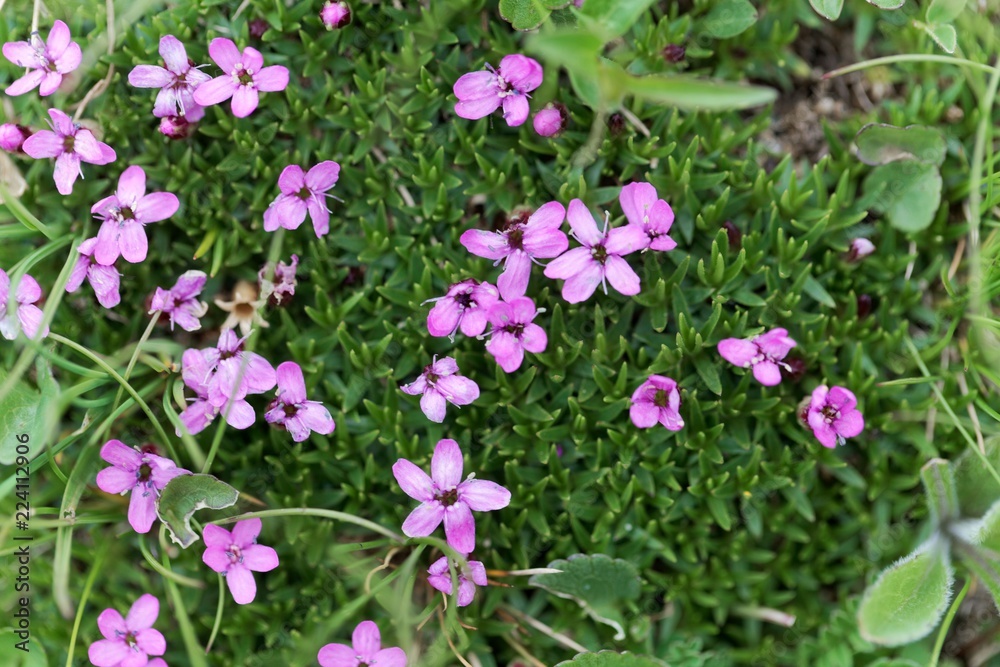 Flowers of moss campion (Silene acaulis) Flowers of moss campion (Silene acaulis)