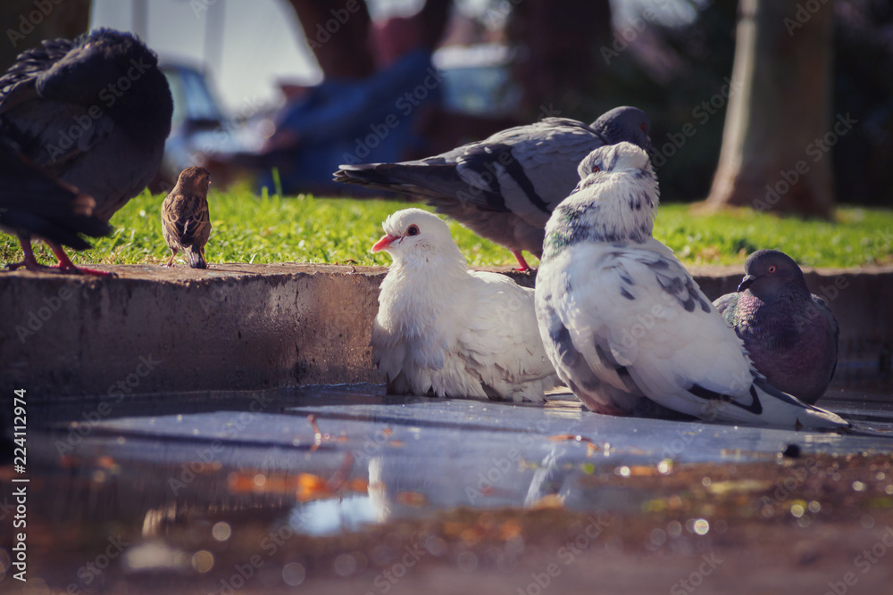 Fototapeta premium Pigeons in a water pond