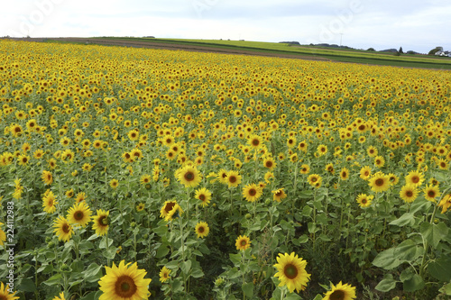 Fototapeta Naklejka Na Ścianę i Meble -  Sonnenblumenfeld 