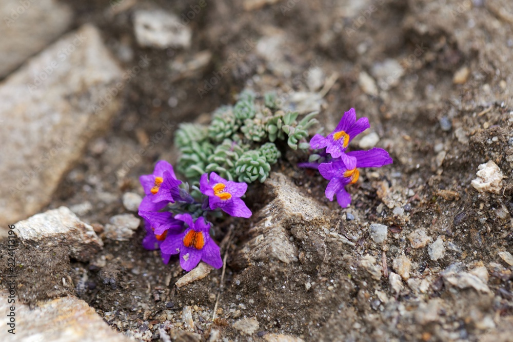 Alpine toadflax (Linaria alpina) Alpine toadflax (Linaria alpina)