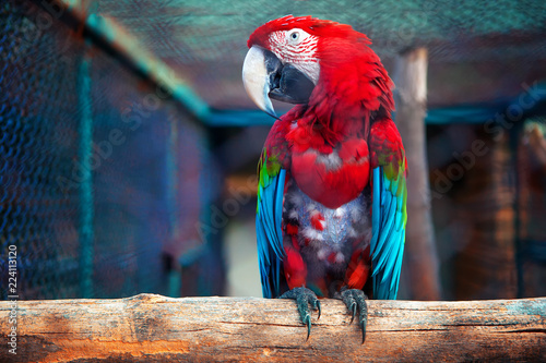 close up portrait of Ara Macao parrot