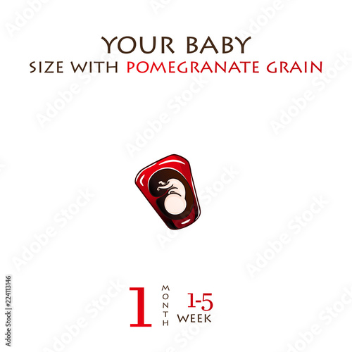 Stages of development of pregnancy, the size of the embryo for weeks. Human fetus inside the womb 1 to 9 months.Vector illustrations