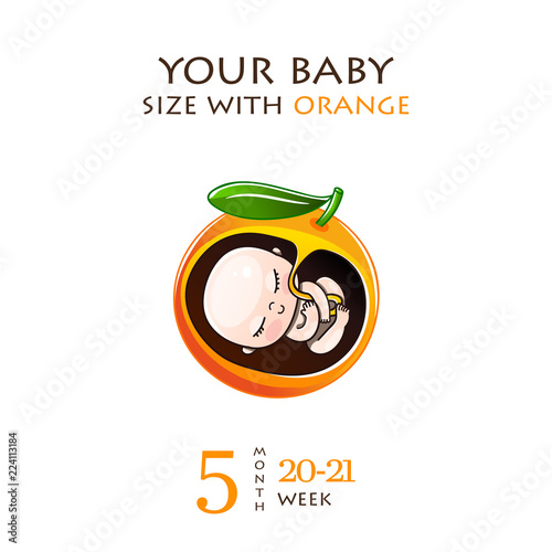 Stages of development of pregnancy, the size of the embryo for weeks. Human fetus inside the womb 1 to 9 months.Vector illustrations