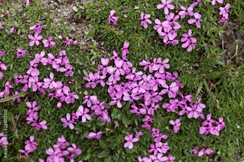 Flowers of moss campion (Silene acaulis)