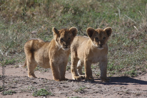                         Lion brothers