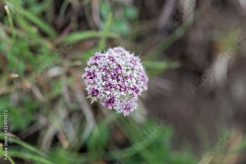 Flowers of the alpine plant Pachypleurum mutellinoides photo