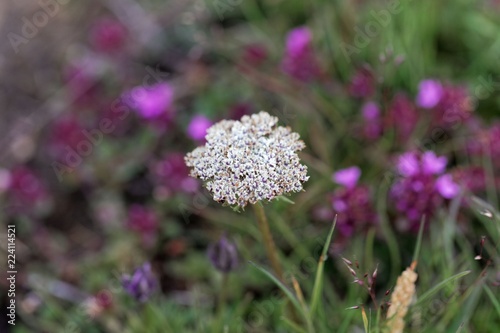 Flowers of the alpine plant Pachypleurum mutellinoides photo