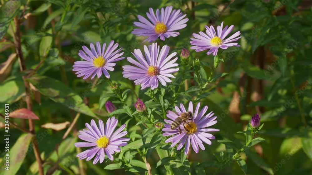 Common honeybee (Apis Melifera) feeding on an Michaelmas-daisy (Aster Amellus) bush Common honeybee (Apis Melifera) feeding on an Michaelmas-daisy (Aster Amellus) bush