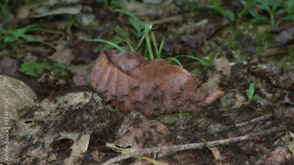 Army ants (Eciton sp.) slow motion. Thousands of ants in a very dense raiding swarm on the rainforest floor in Ecuador. Army ants (Eciton sp.) slow motion. Thousands of ants in a very dense raiding swarm on the rainforest floor in Ecuador.