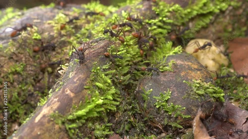 Slow motion of army ants (Eciton sp.) marching over mossy tree roots on the rainforest floor in the Ecuadorian Amazon. Slow motion of army ants (Eciton sp.) marching over mossy tree roots on the rainforest floor in the Ecuadorian Amazon.