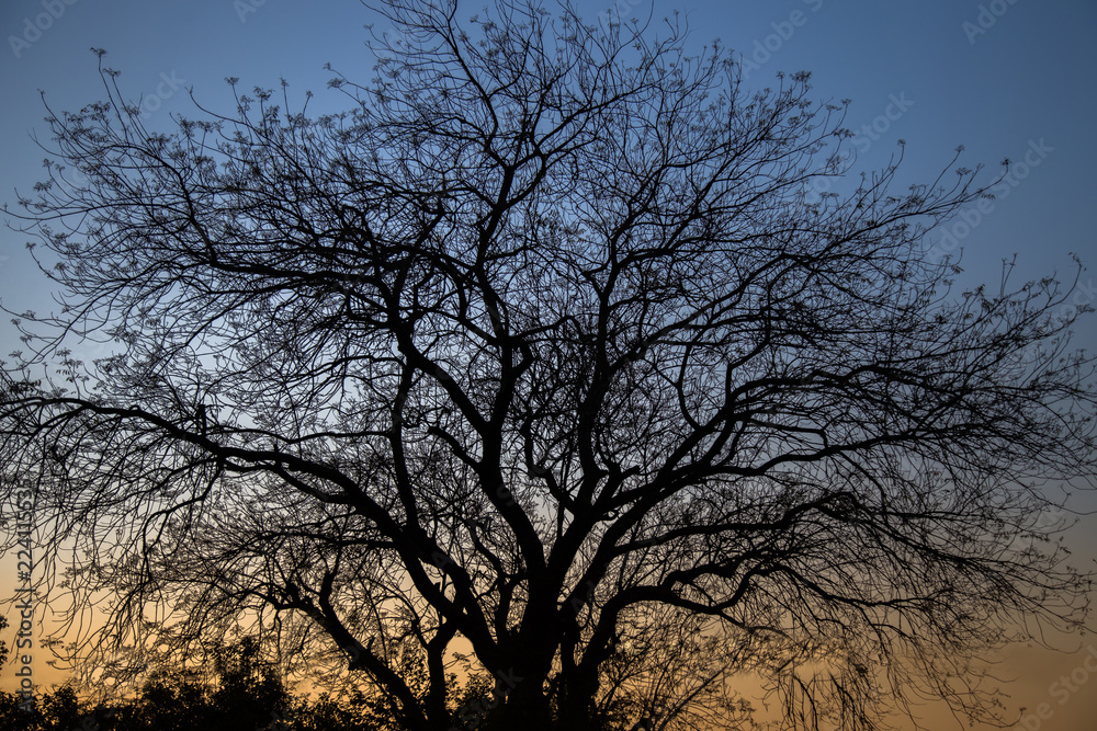 Backlit scrap branches