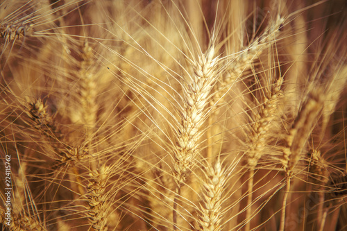 Wheat growing in field  close-up