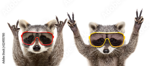 Photo Portrait of a funny raccoons in sunglasses showing a gesture, isolated on a whit
