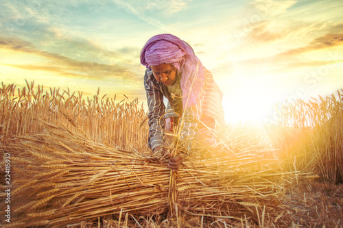 Photography woman making bundles of wheat