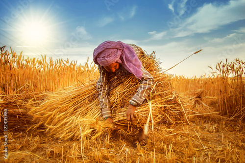 woman making bundles of wheat photo