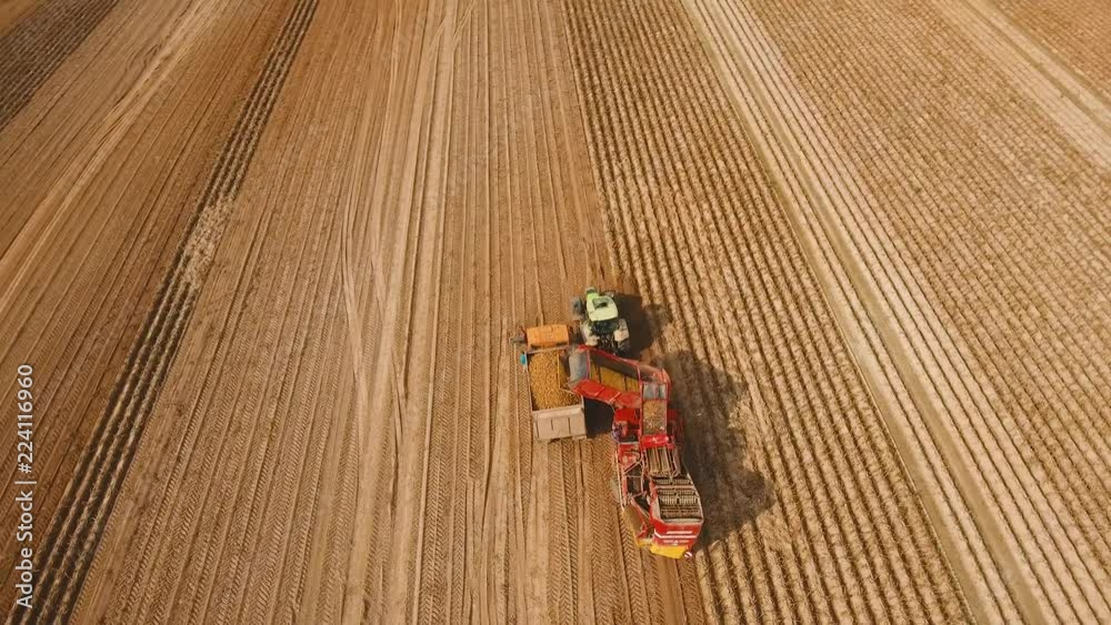 Farm machinery harvesting potatoes. Farmer field with a potato crop. 4K, aerial footage. Farm machinery harvesting potatoes. Farmer field with a potato crop. 4K, aerial footage.