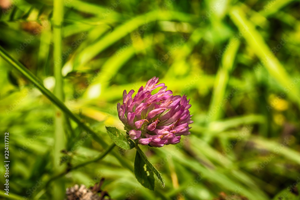 Fototapeta premium Macro photo clover flower close-up