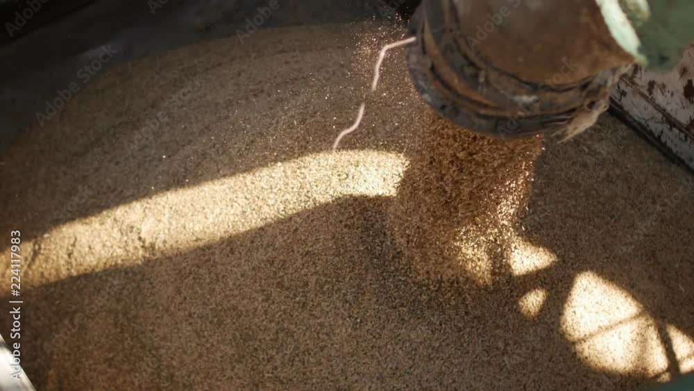 Grains of oat are loaded into a truck, Plant of bread products, enterprise of milling and feed industry
