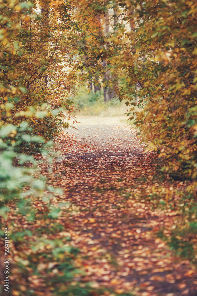 Fototapeta premium Autumn footpath in yellow trees nature scene in autumnal park