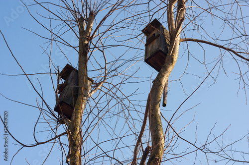 Birdhouses against the blue spring sky fortified on the branches of trees.