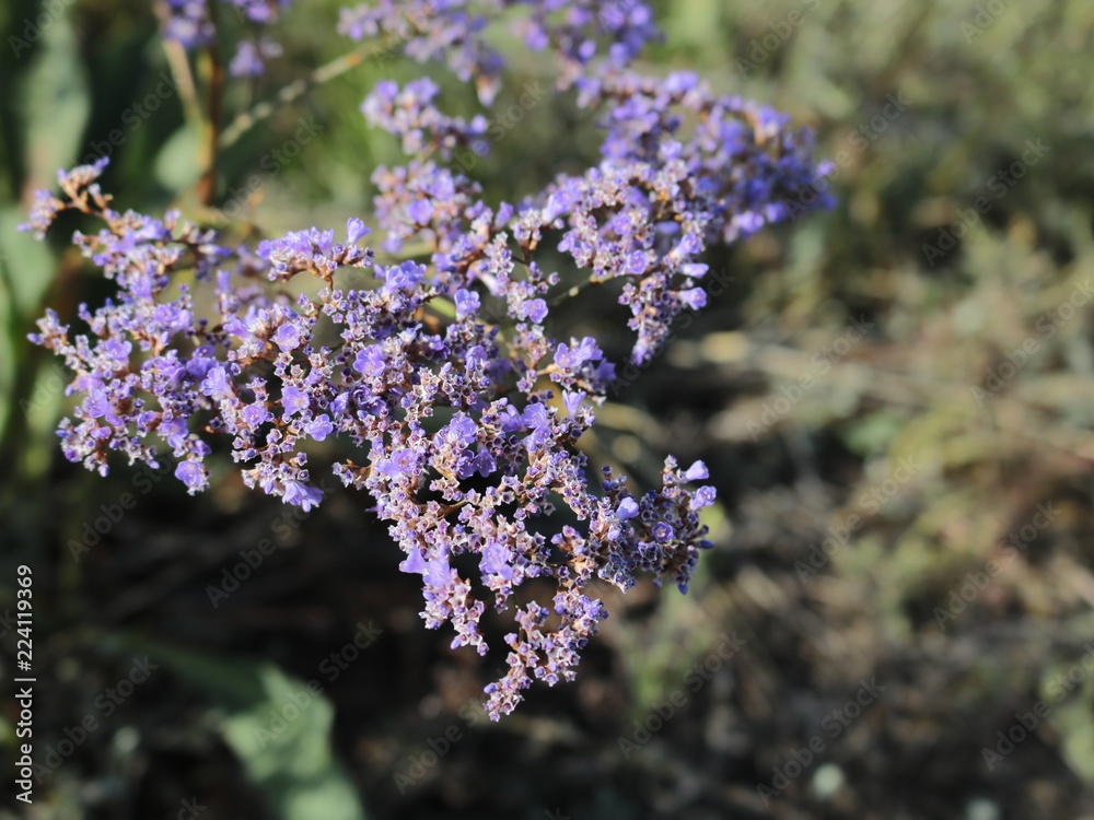 Obraz premium Flowers lilac shallow steppe.
