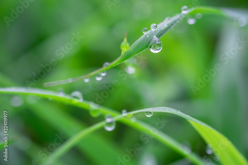 Fresh green grass with dew drops on leaf