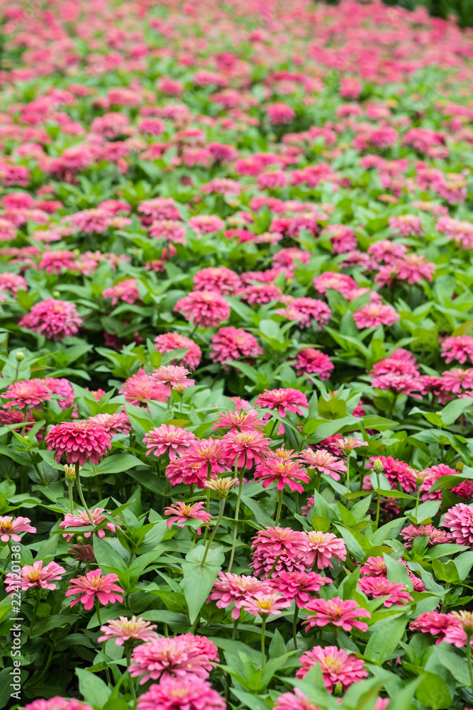 Pink zinnia with beautiful blooming in the garden fields Pink zinnia with beautiful blooming in the garden fields