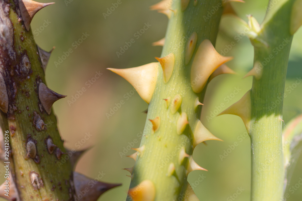 Close view of rose stalks in different grades of sprouting growth to withered fading Close view of rose stalks in different grades of sprouting growth to withered fading