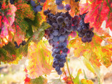 Bunch of ripe blue grapes with color autumn leaves, natural agricultural sunny background of vineyard for winemaking
