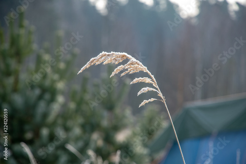 frozen vegetation in winter on blur background