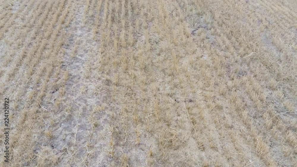 Aerial view, fly and panning move. Yellow wheat or rye stubble field in Cheshire Aerial view, fly and panning move. Yellow wheat or rye stubble field in Cheshire