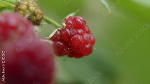 Raspberry close up
