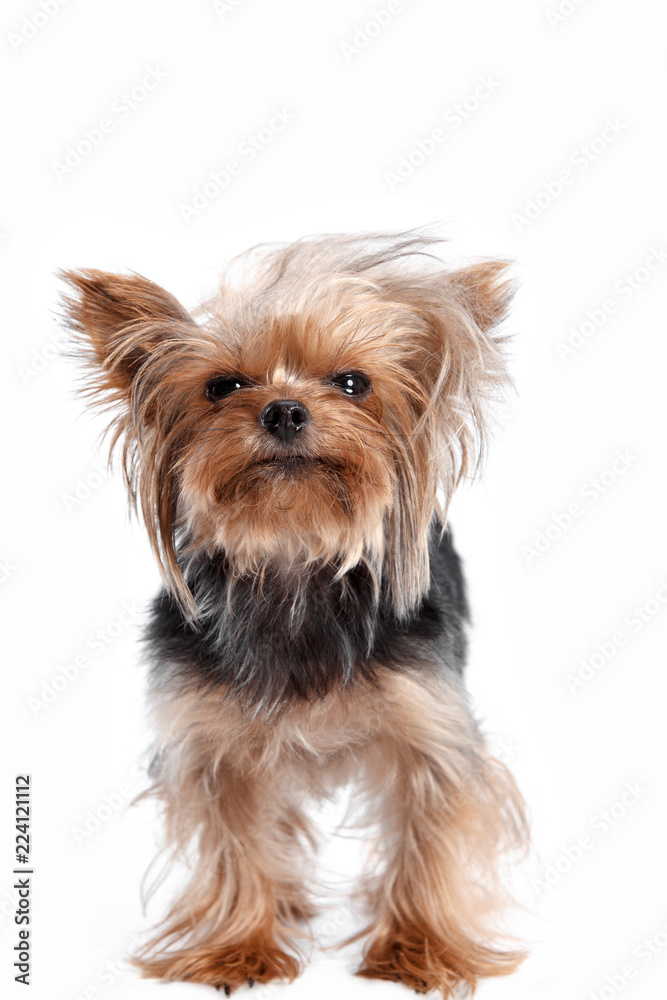 Yorkshire terrier mini - a head shot, against a white studio background Yorkshire terrier mini - a head shot, against a white studio background