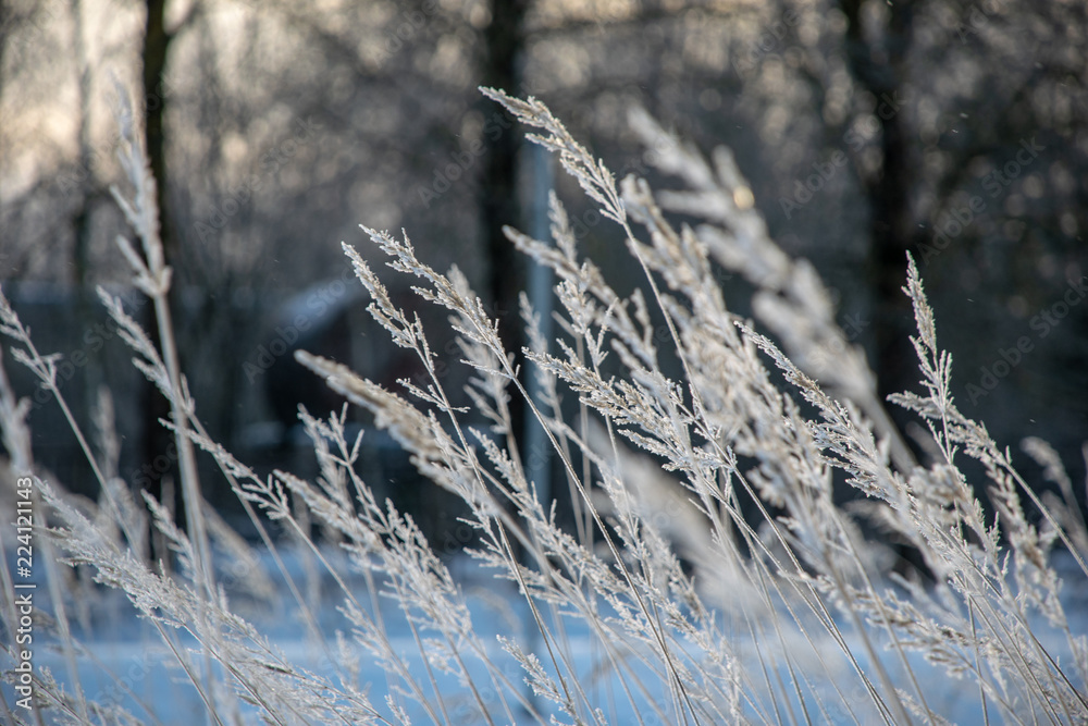 frozen vegetation in winter on blur background frozen vegetation in winter on blur background
