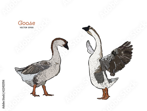 Hand drawn goose isolated. Engraved style vector illustration.