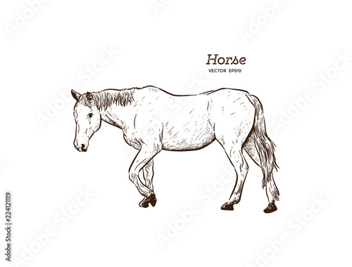 Horse  Hand draw sketch vector.